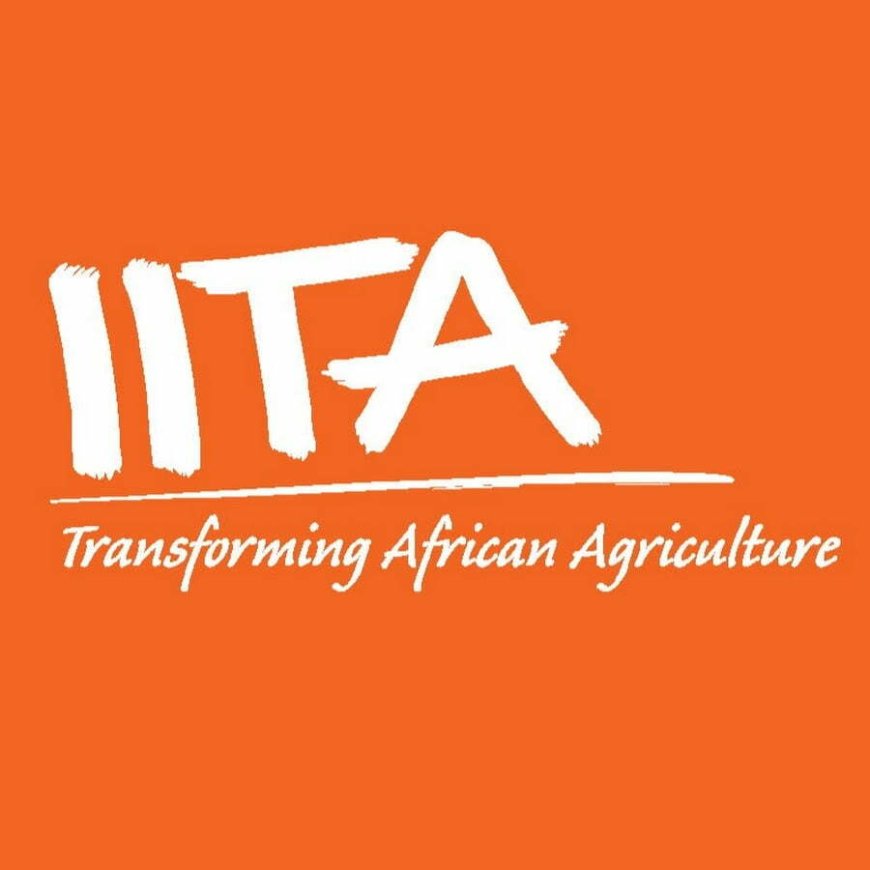 Project Manager Job Opportunity at IITA
