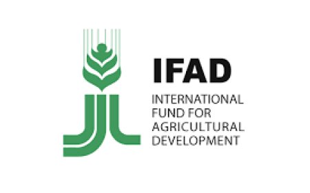 Project Accountant Job Vacancy at IFAD