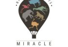 Procurement Assistant Job Vacancy at Miracle Experience