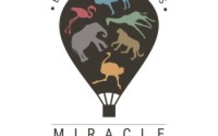 Procurement Assistant Job Vacancy at Miracle Experience