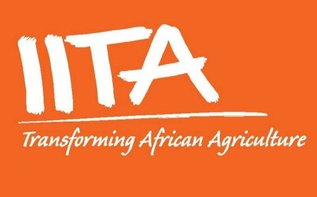 Field Assistant Job Vacancies – 3 Positions at IITA
