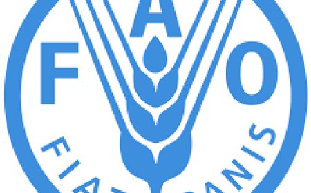 Environment and Climate Change Specialist at FAO